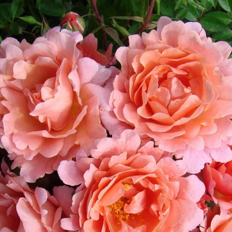 Alibaba Rose - hoa hồng leo nguyên bản nhập ngoại