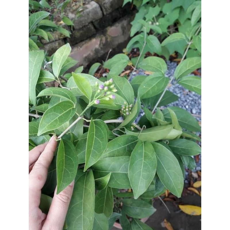 CÂY HOA LAN TỎI ĐANG RA HOA