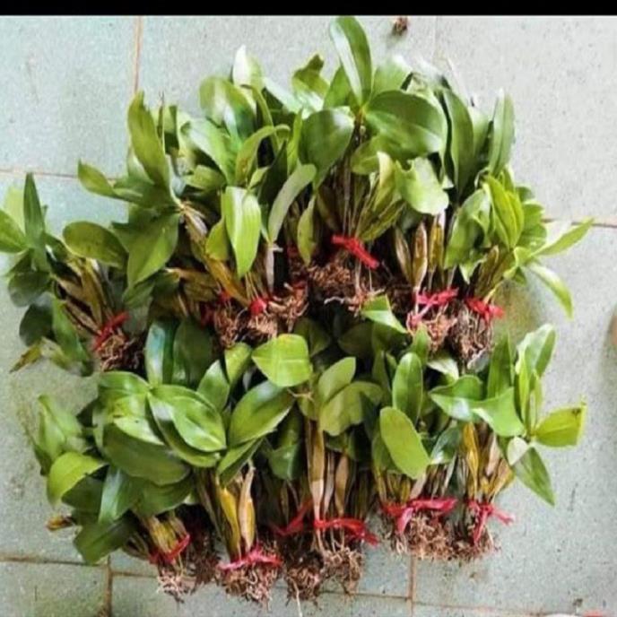 Hoa lan kiều vuông+ 700g phân thỏ hữu cơ