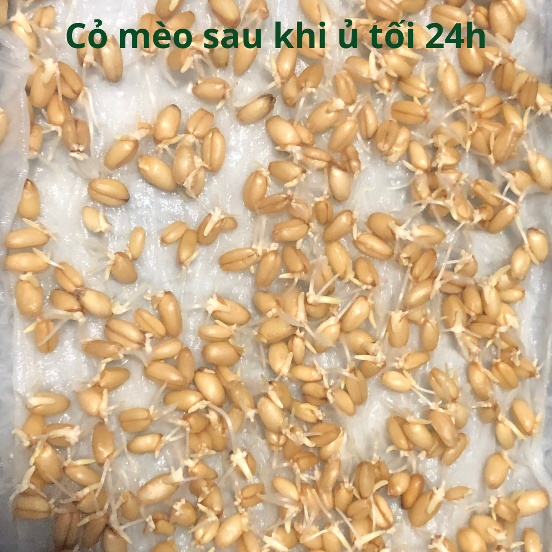 Combo Hạt Giống Cỏ Mèo
