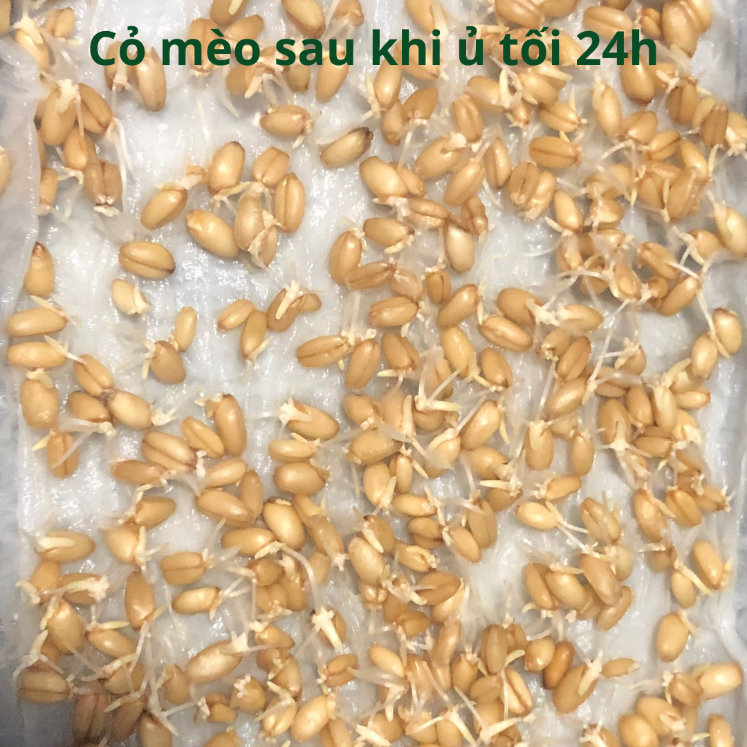 Combo Hạt Giống Cỏ Mèo (Hai gói)