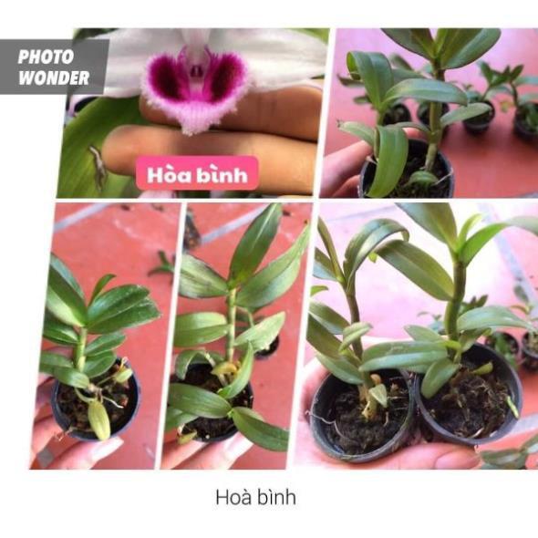 Combo 10 loại lan giống lôn xôn max đẹp