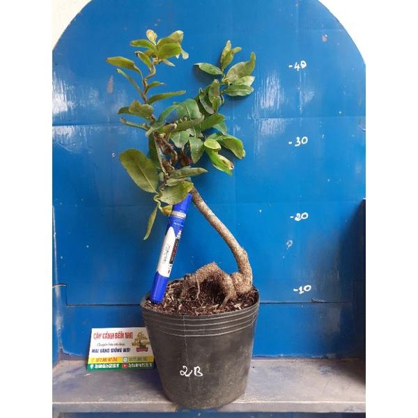 2 Cây Mai Giảo tự xoắn