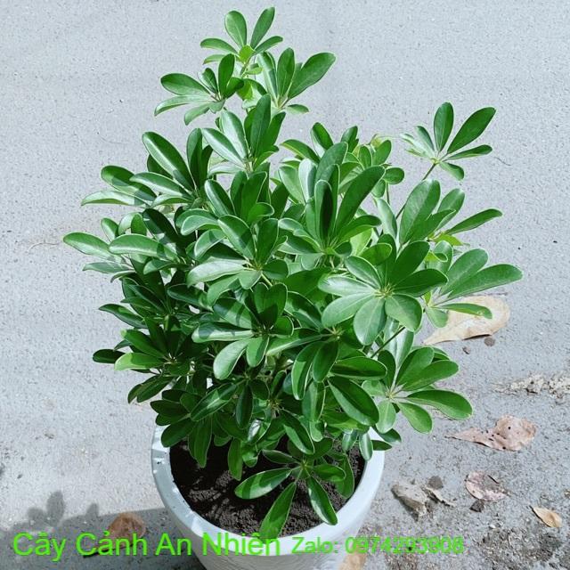 Chậu Cây Ngũ Gia Bì