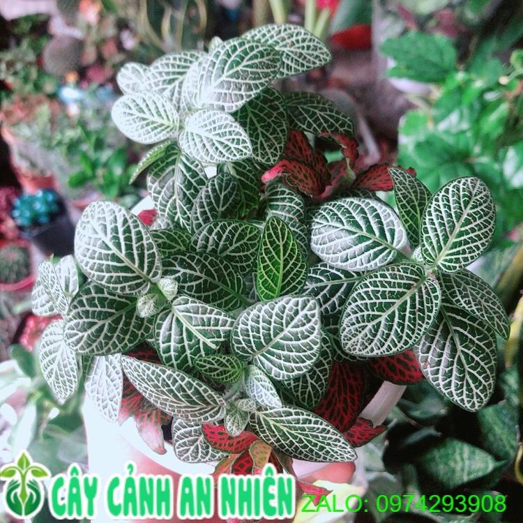 Chậu Cây Cẩm Nhung