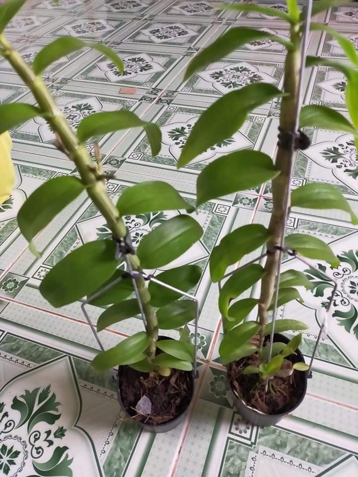 Phi điệp ĐỎ CÁNH MAI CHẤT LƯỢNG UY TÍN