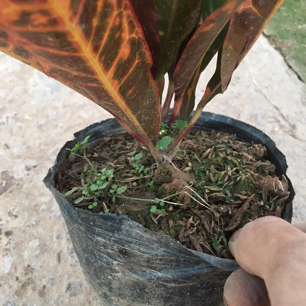 Cây Vàng Anh Lá Mít Màu Lá Đỏ Xanh Thích Hợp Trang Trí Sân Vườn,Ban Công