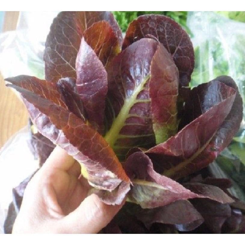 Hạt giống xà lách ROMAINE đỏ CT97 - Gói 0.2gram