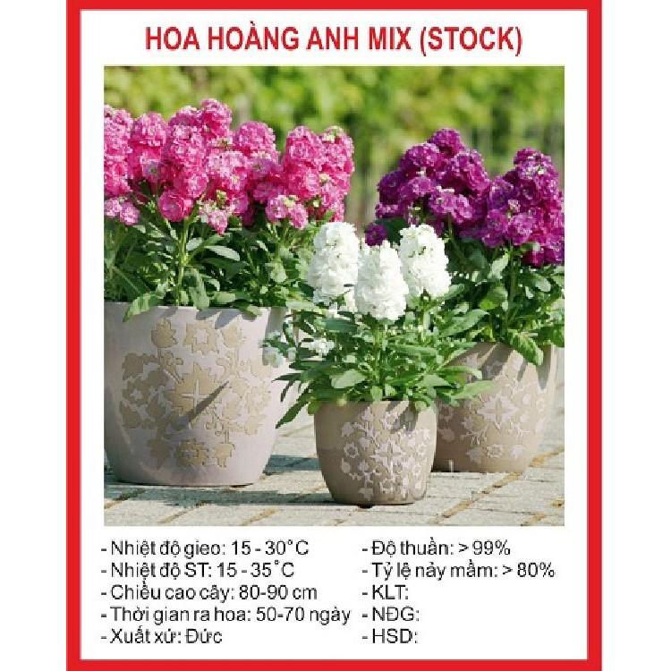 Hạt giống hoa Hoàng Anh nhiều màu 50 hạt/gói