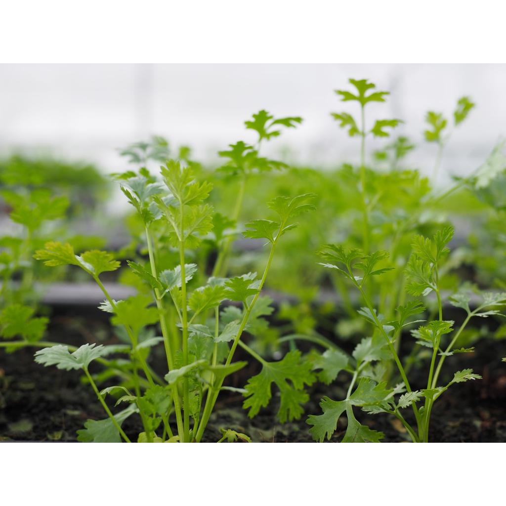 Hạt Giống Rau Thơm -