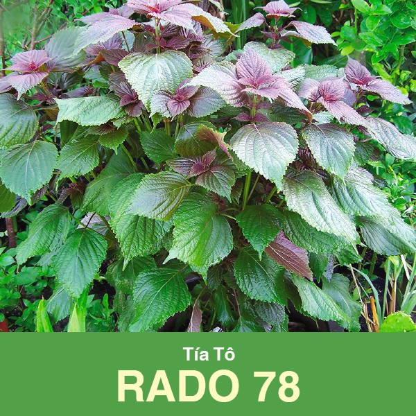 Hạt Giống Rau Tía Tô Rado 78