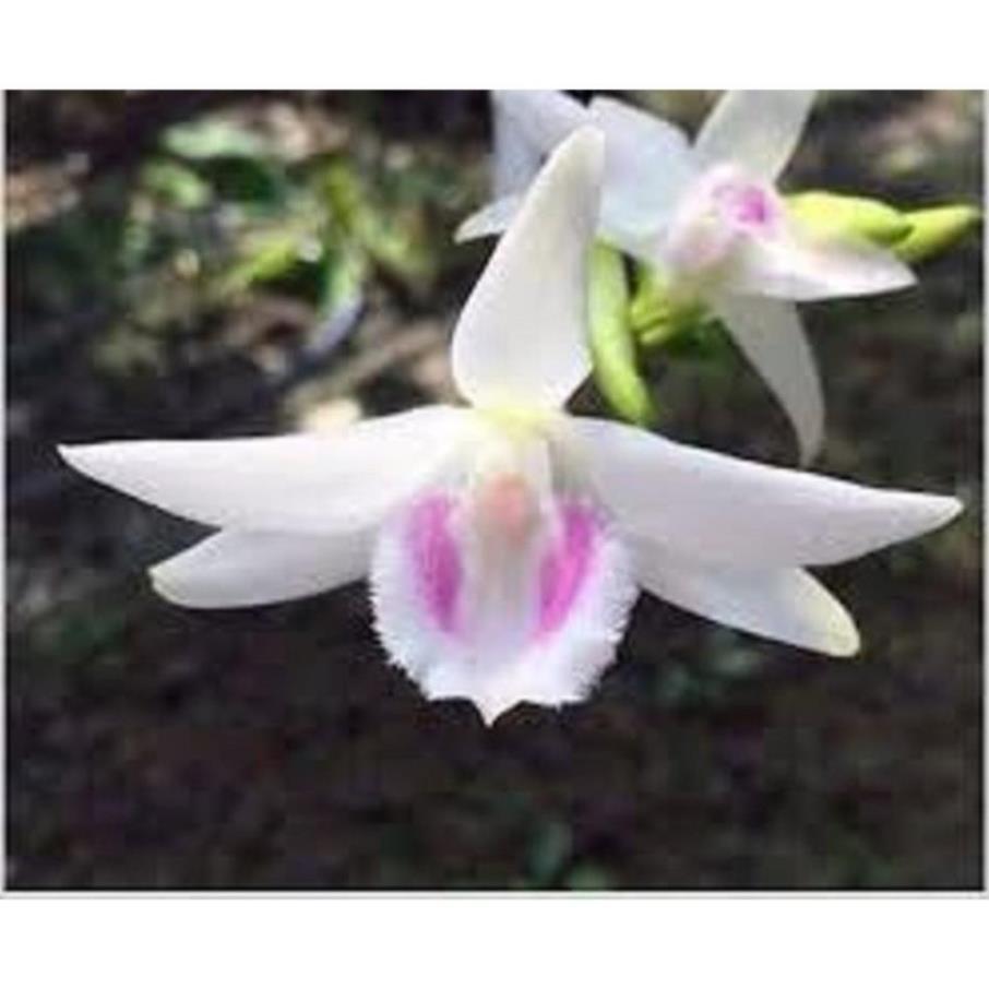 Phi điệp 5 cánh trắng 5ct HỌNG TÍM hàng gieo hạt