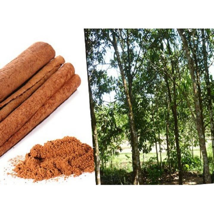 COMBO 2 BẦU CÂY QUẾ GIỐNG