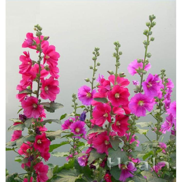 Combo 2 gói hạt giống hoa mãng đình hồng đơn và kép mix