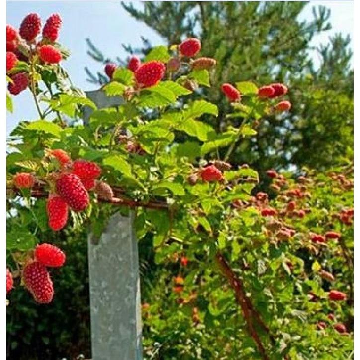 Hạt giống cây ăn trái mâm xôi đỏ-Gói 30 hạt/tặng kèm gói phân bón lót