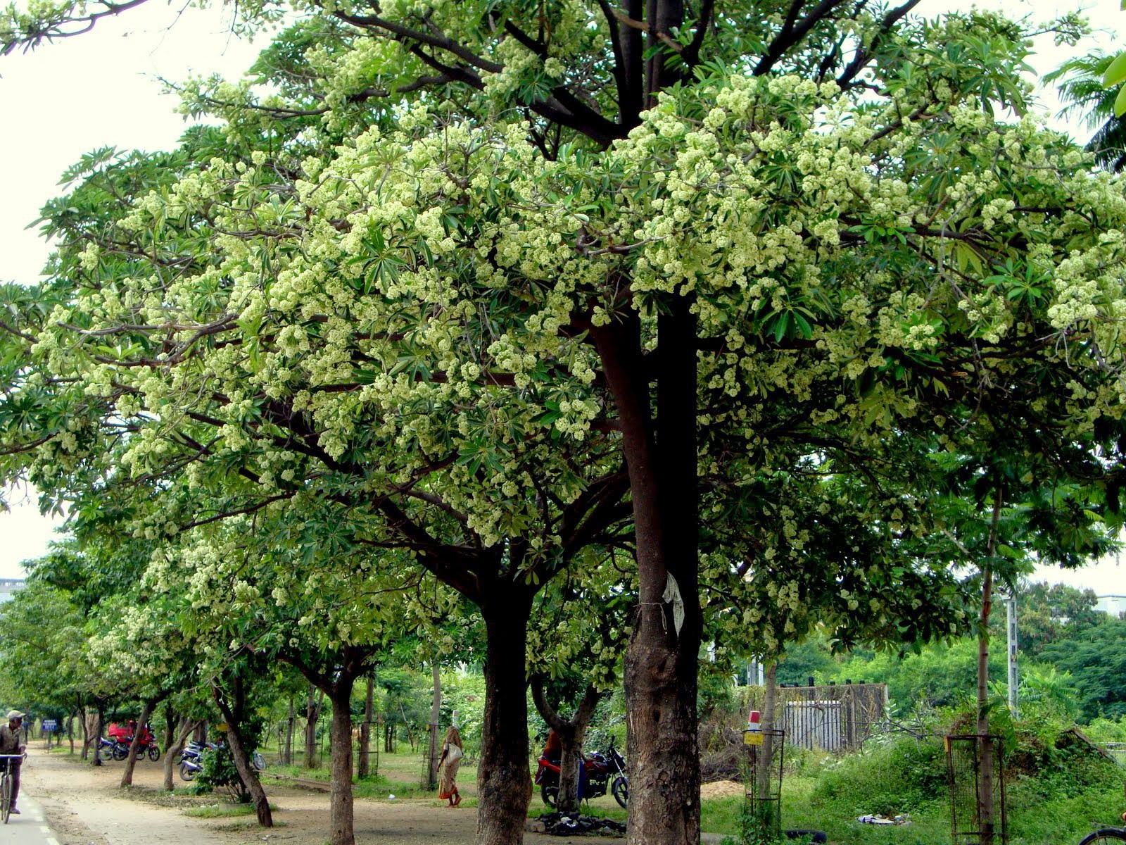  Giống CÂY GIỐNG HOA SỮA [ TRỒNG LÀM CẢNH QUAN ĐÔ THỊ...]