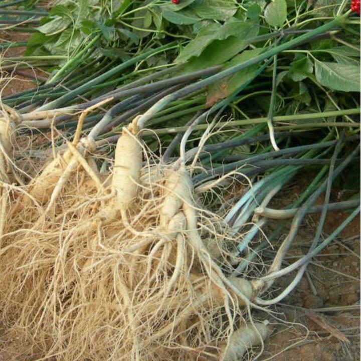 1000 Hạt giống nhân sâm