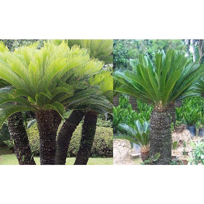 CÂY VẠN TUẾ -CÂY MANG LẠI SỰ UY NGHI, CỔ KÍNH CHO NGÔI NHÀ , VƯỢNG PHONG THỦY CHO GIA CHỦ