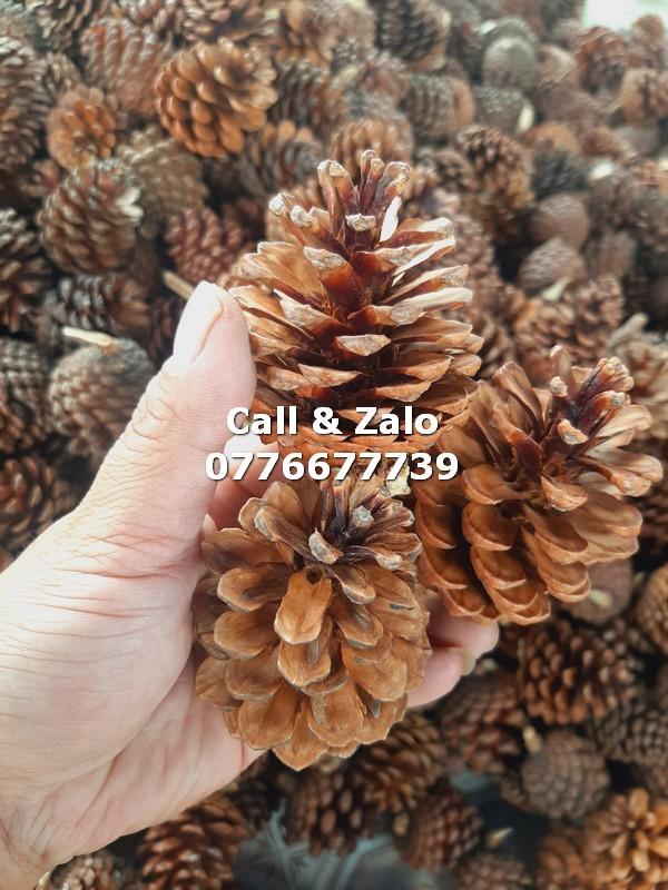 Trái thông khô trang trí Đà Lạt, phân loại 1kg trái thông Trung
