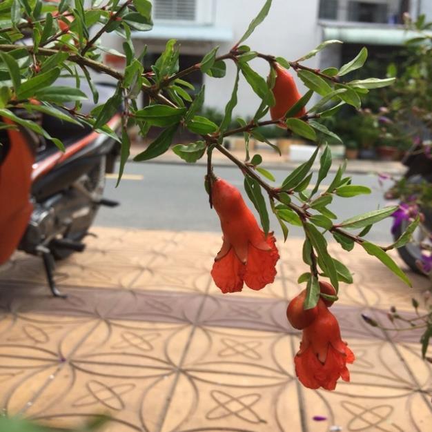 Lựu lùn ấn độ