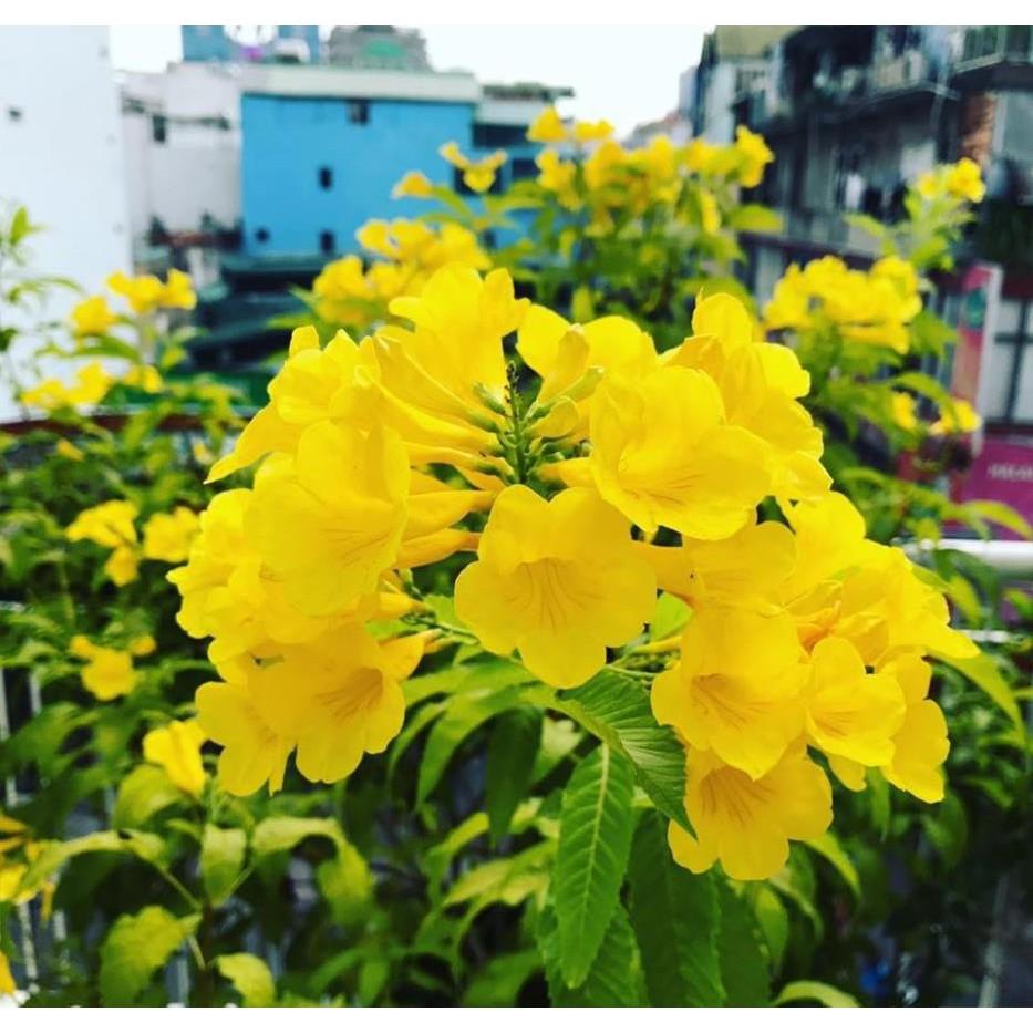Cây HOA CHUÔNG VÀNG - hoa siêu đẹp