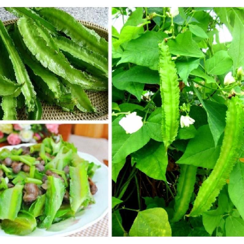 COMBO 5 gói hạt giống đậu rồng