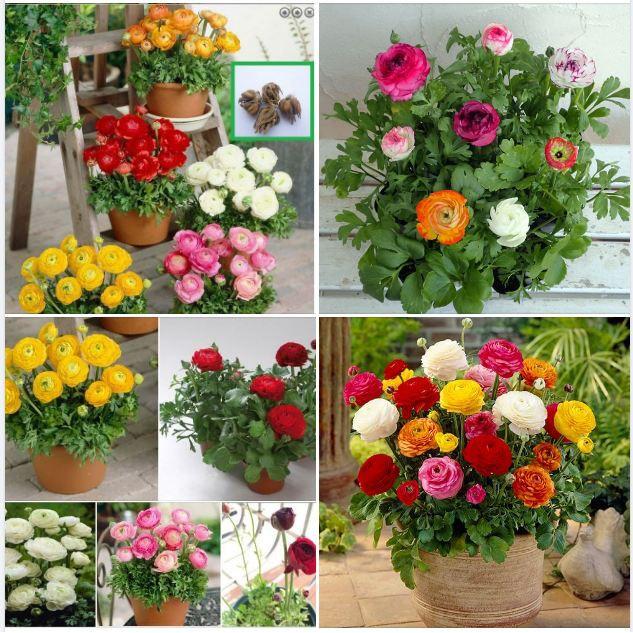 Combo 5 củ hoa hồng mao lương nhiều màu - kèm 5 viên nén ươm củ