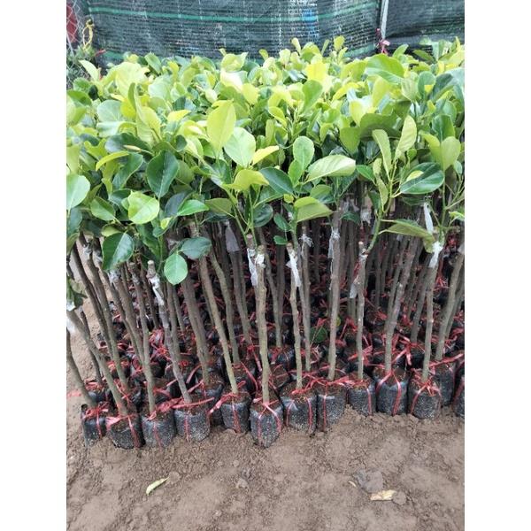 Cây mít trái dài malai ,cây giống chất lượng