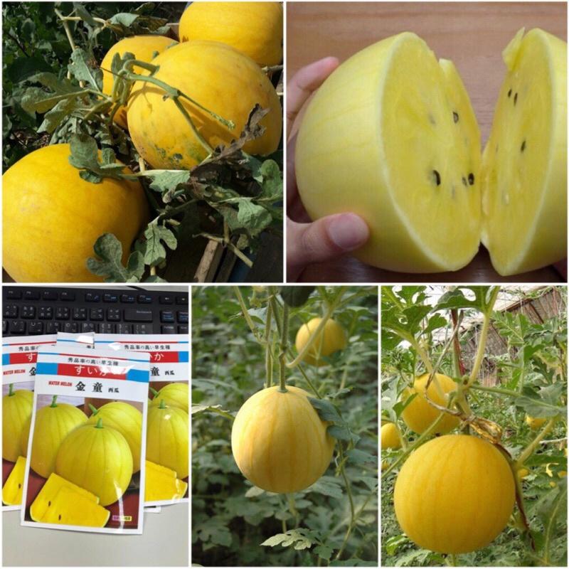 Dưa hấu Baby Dochimono F1