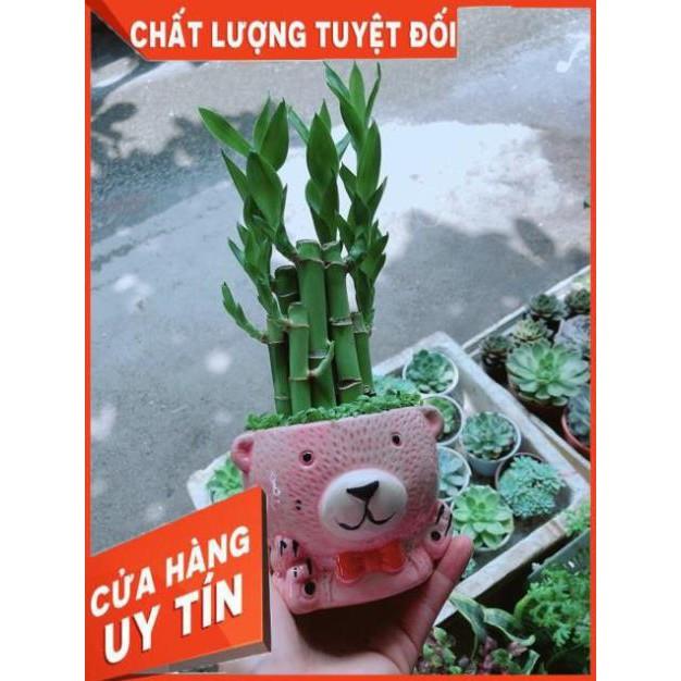 Chậu Trúc Phát Tài Gấu Hồng