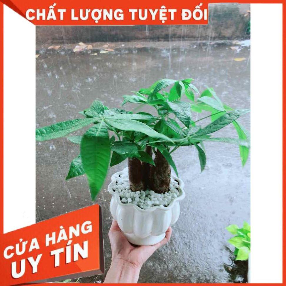 Chậu Kim Ngân 3 Thân Nhiều Người Mua