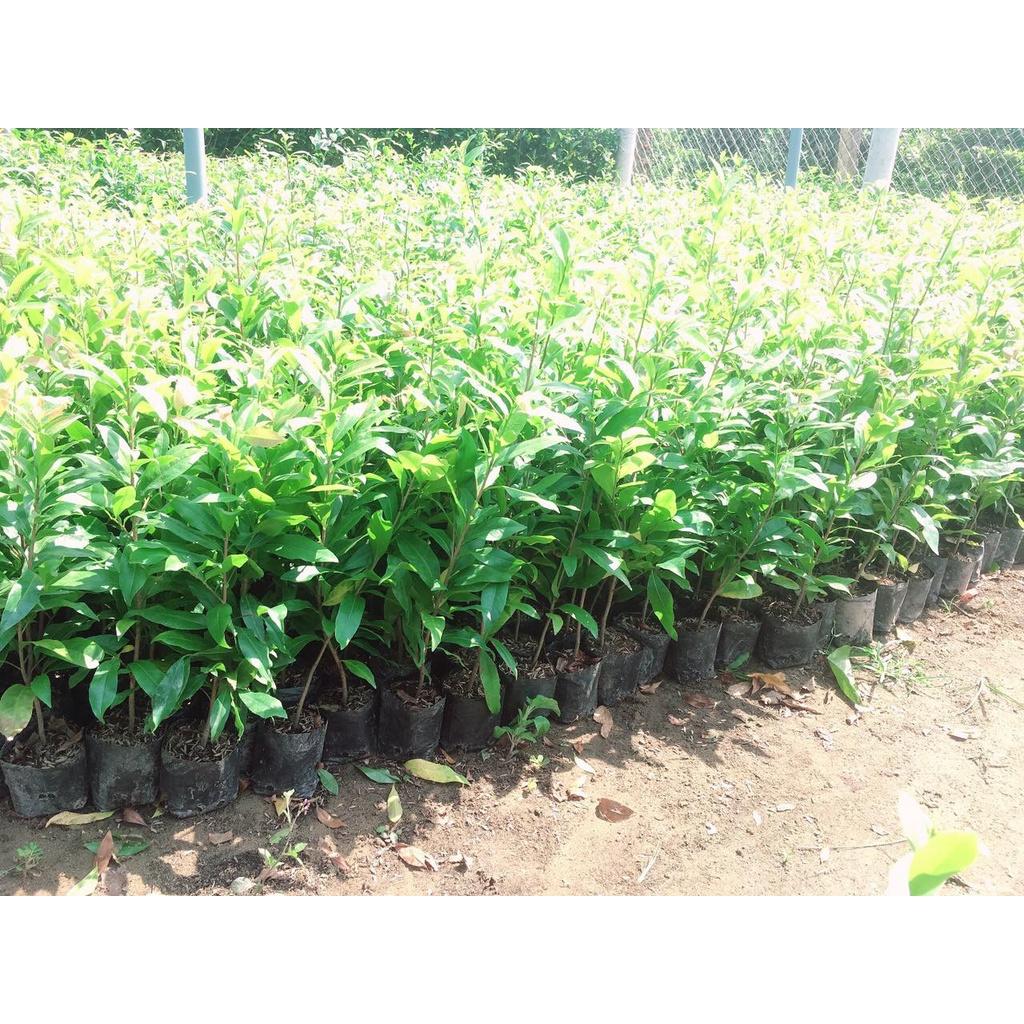 Cây giống Mai Cúc Đọt Xanh .