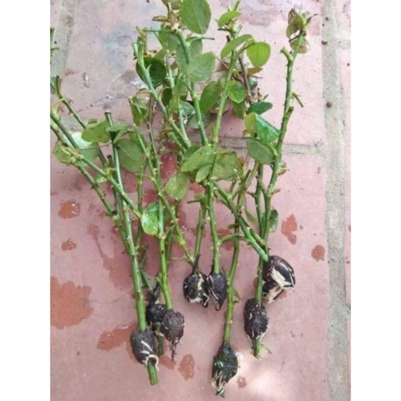 Rễ Bèo Khô Dùng Chiết Cây 1KG 946sp