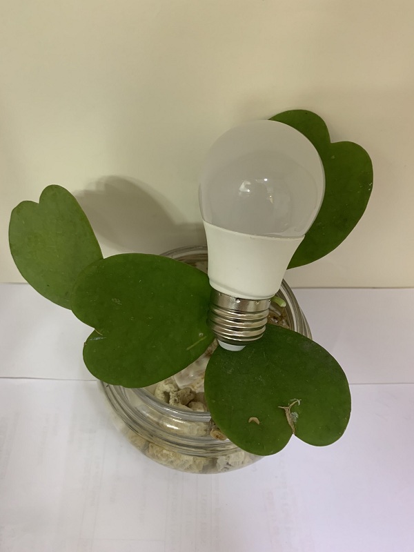 Bóng Bulb nấm - RB LIGHTING