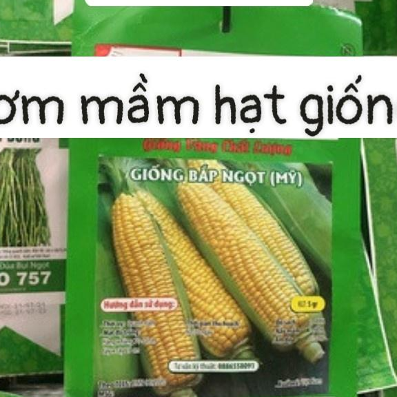 HN Giống bắp ngọt Mỹ