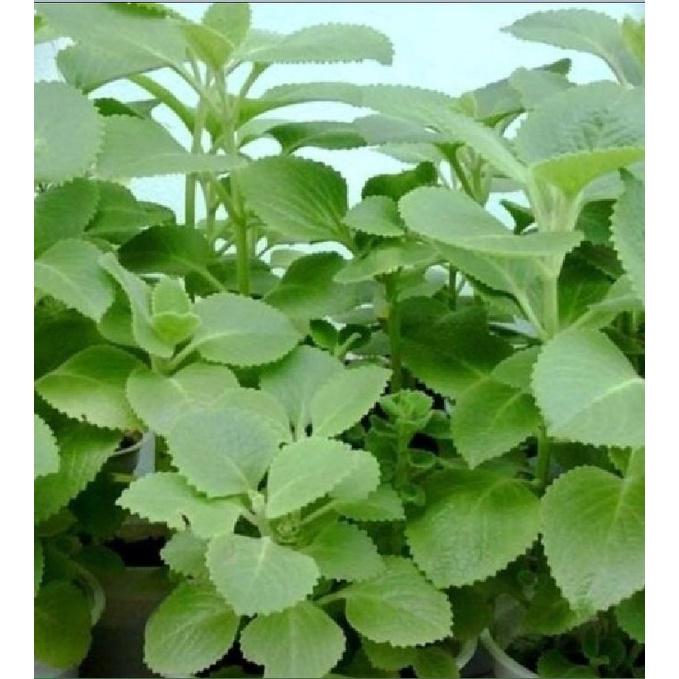 Hạt giống rau húng chanh,húng bạc hà-gói 0,1 gram/tặng kèm gói phân bón lót