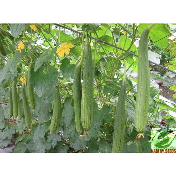Hạt giống mướp hương Thái Lan F1 rất thơm