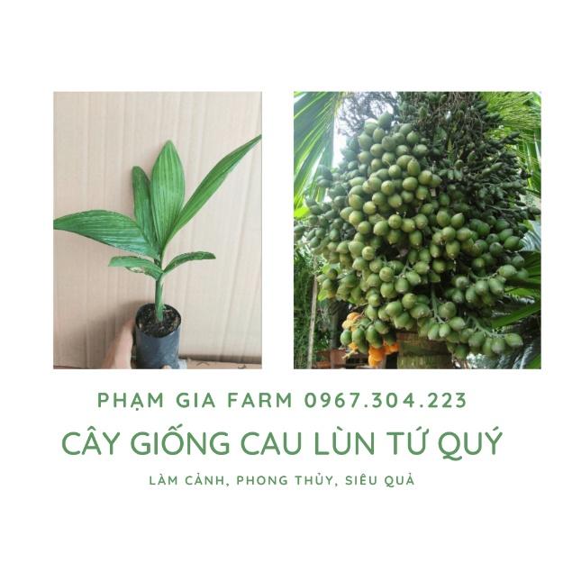 Cây giống cau lùn