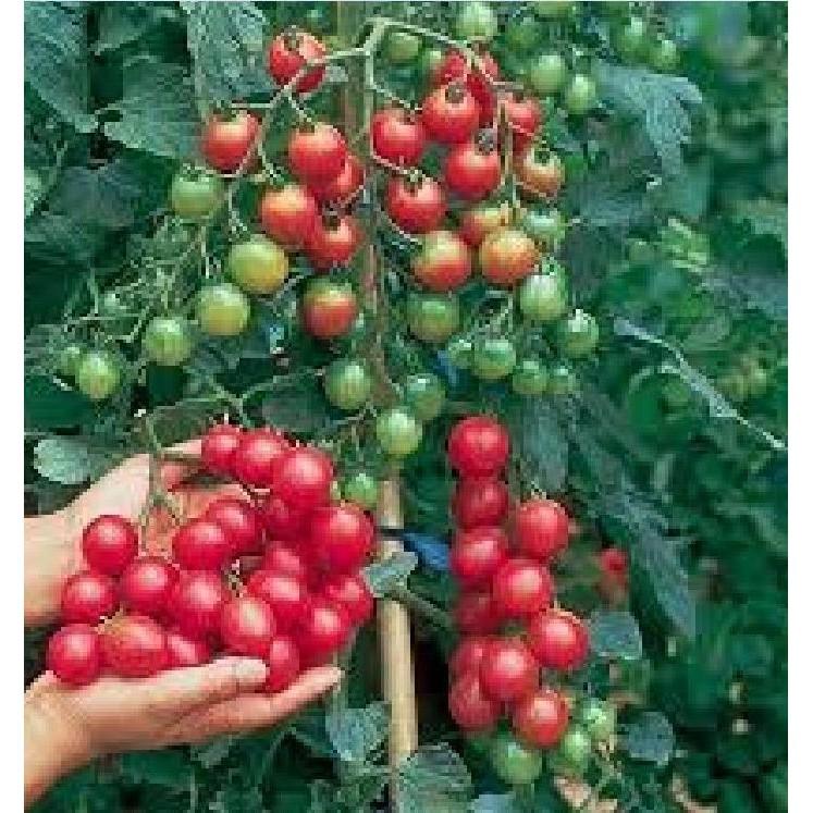 Combo 5 gói hạt giống cà chua mix loại – tặng 1 gói kích hạt nảy mầm