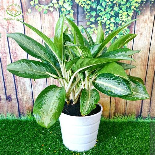 CHẬU CÂY NGỌC NGÂN