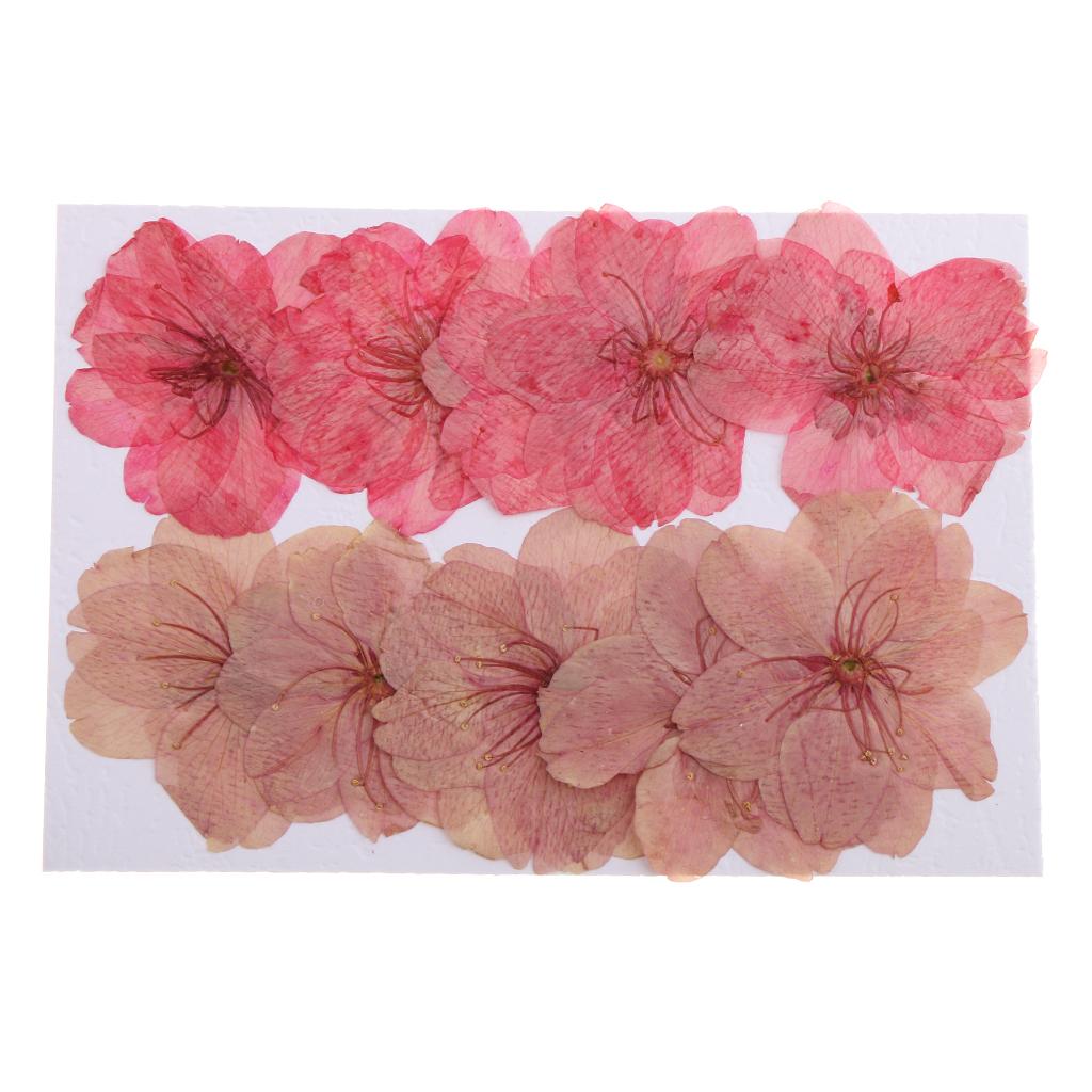 10 Pieces Natural Pressed Dried Sakura Flower Cherry Blossom for DIY Arts Crafts