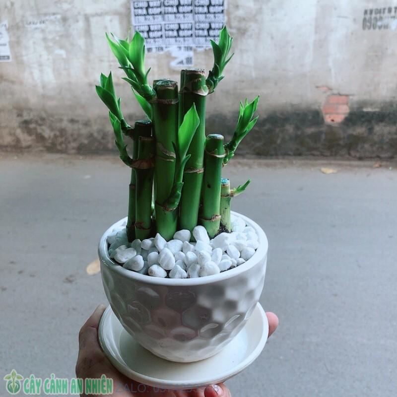 Chậu Trúc Phát Tài