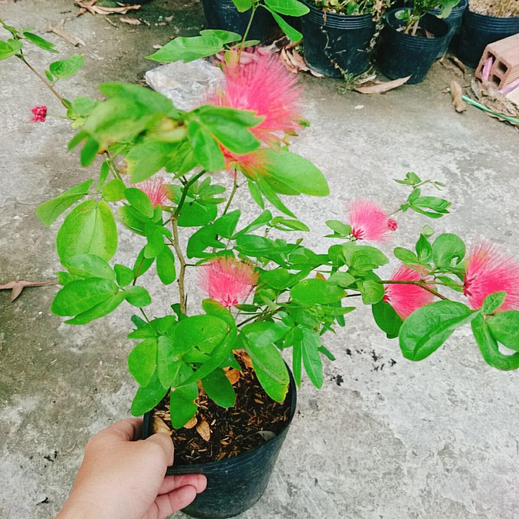 Cây Điệp Lào - cây cảnh đẹp + tặng phân bón cho cây