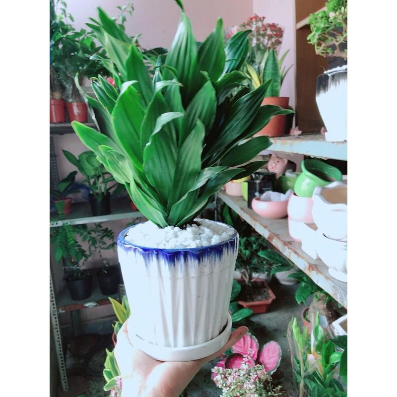 Chậu Cây Phát Tài