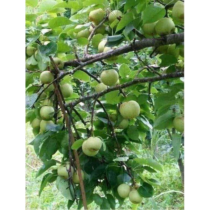 Cây lê giống mới , cây đẹp, cam kết chất lượng