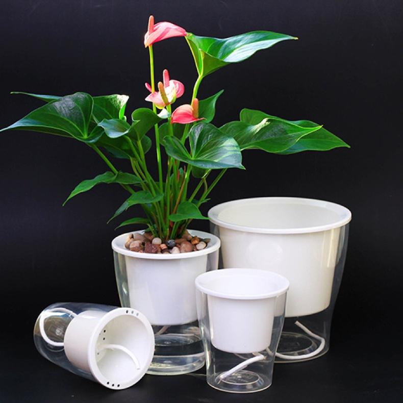 Chậu cây để bàn Oliz W0 Clear. Chậu trồng cây có chức năng tự tưới nước cho cây. Trang trí văn phòng, bàn làm việc