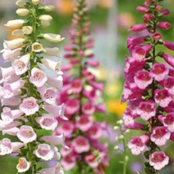 Hạt giống Hoa Mao Địa Hoàng nhiều màu/gói  50 hạt