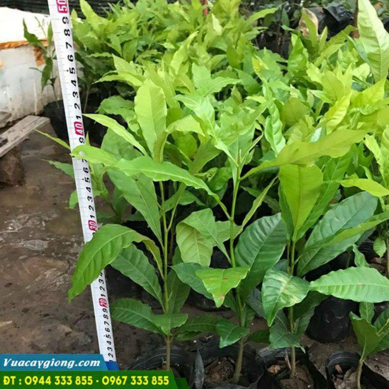 GIỐNG CÂY VÚ SỮA HOÀNG KIM