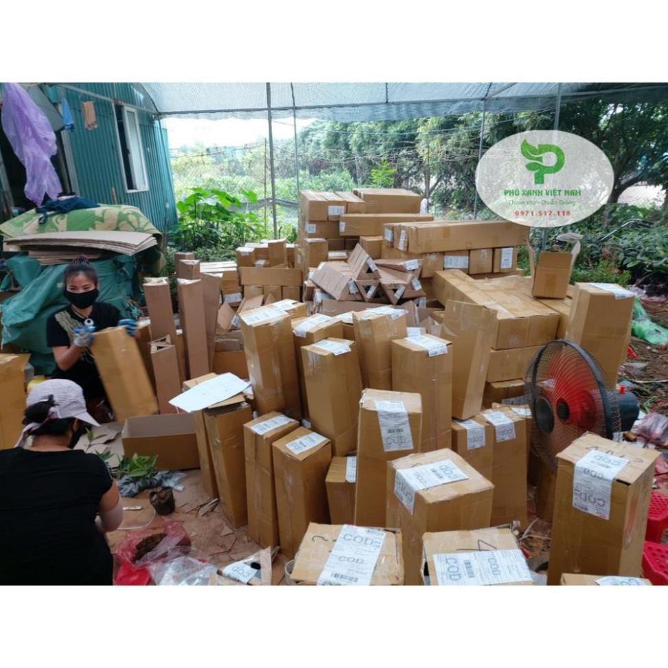 Hoa Nhài Nhật Hoa Đẹp, Dáng Cao, Nhiều Nhánh