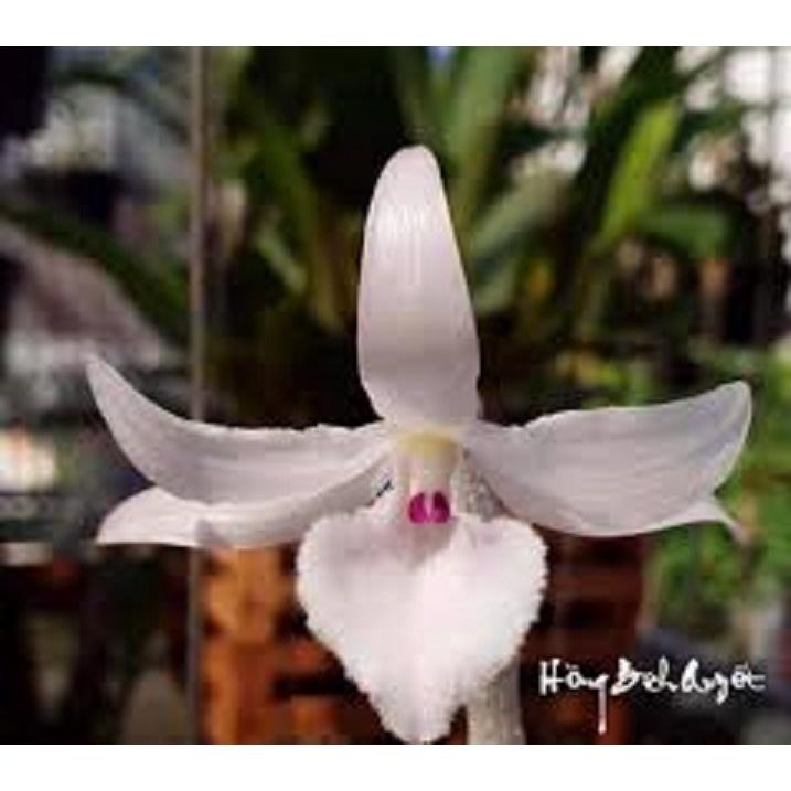 Lan phi điệp ĐỘT BIẾN - Phi điệp đột biến HỒNG BÍCH QUYẾT - Hoa đẹp, cực hiếm - Cây y hình, hàng gieo hạt